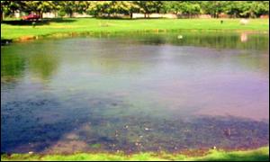 spirulina blue green algae